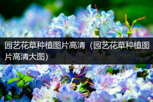 园艺花草种植图片高清（园艺花草种植图片高清大图）