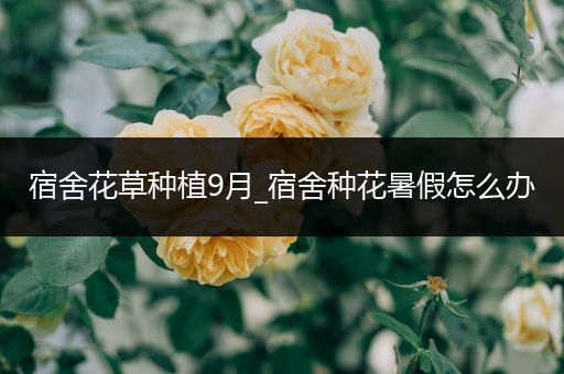 宿舍花草种植9月_宿舍种花暑假怎么办