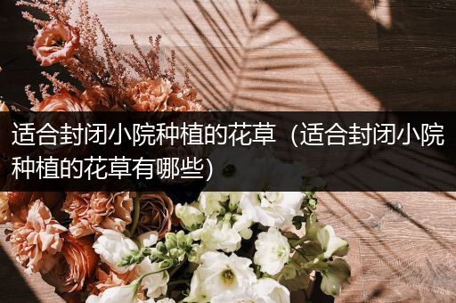 适合封闭小院种植的花草（适合封闭小院种植的花草有哪些）