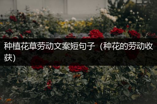 种植花草劳动文案短句子（种花的劳动收获）