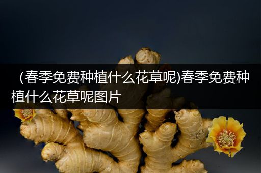 （春季免费种植什么花草呢)春季免费种植什么花草呢图片