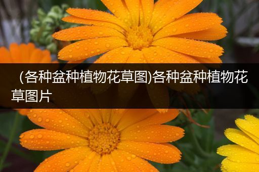 （各种盆种植物花草图)各种盆种植物花草图片