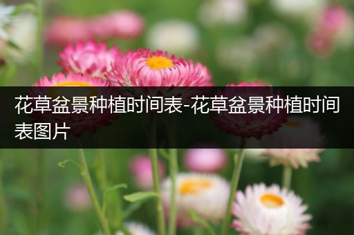 花草盆景种植时间表-花草盆景种植时间表图片