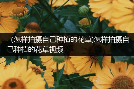 （怎样拍摄自己种植的花草)怎样拍摄自己种植的花草视频