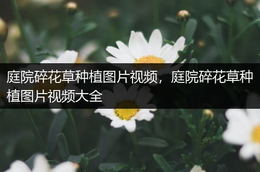 庭院碎花草种植图片视频，庭院碎花草种植图片视频大全