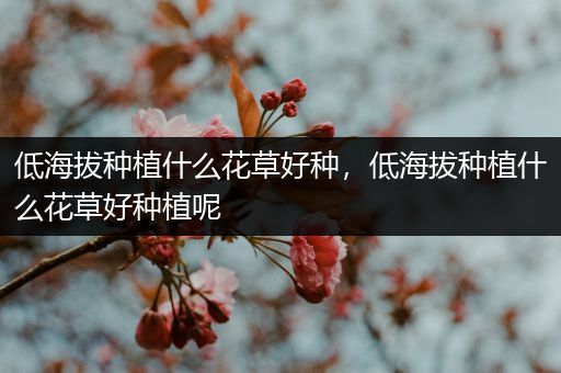 低海拔种植什么花草好种，低海拔种植什么花草好种植呢