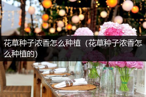花草种子浓香怎么种植（花草种子浓香怎么种植的）