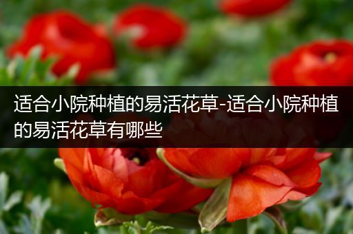 适合小院种植的易活花草-适合小院种植的易活花草有哪些