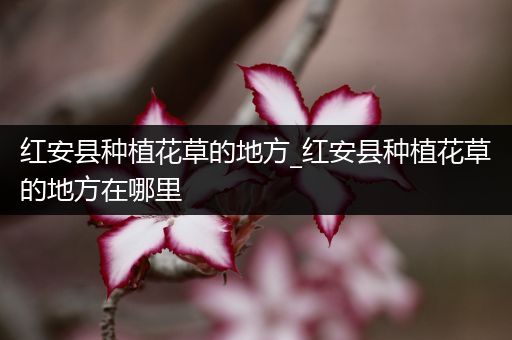 红安县种植花草的地方_红安县种植花草的地方在哪里