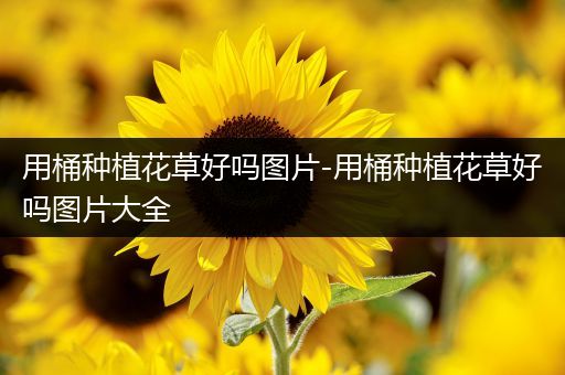 用桶种植花草好吗图片-用桶种植花草好吗图片大全