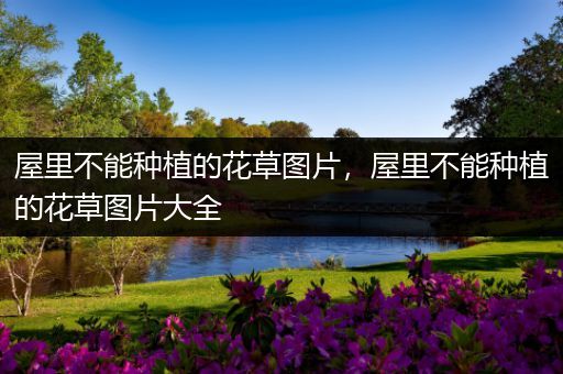 屋里不能种植的花草图片，屋里不能种植的花草图片大全