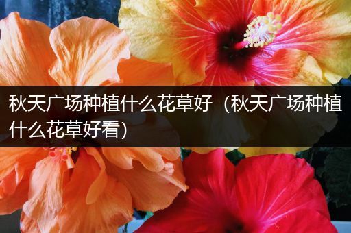 秋天广场种植什么花草好（秋天广场种植什么花草好看）