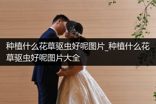 种植什么花草驱虫好呢图片_种植什么花草驱虫好呢图片大全