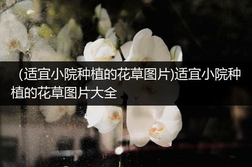 （适宜小院种植的花草图片)适宜小院种植的花草图片大全