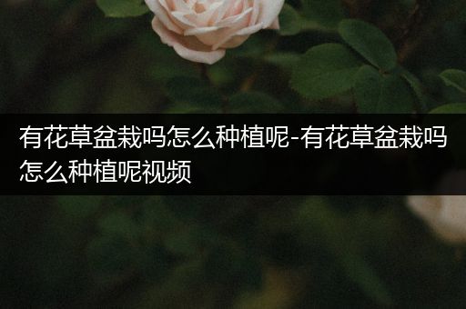 有花草盆栽吗怎么种植呢-有花草盆栽吗怎么种植呢视频