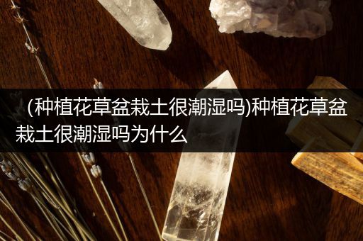 （种植花草盆栽土很潮湿吗)种植花草盆栽土很潮湿吗为什么