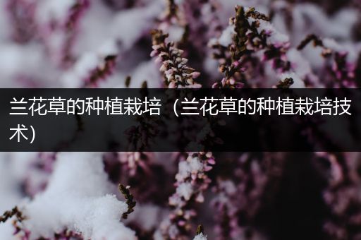 兰花草的种植栽培（兰花草的种植栽培技术）