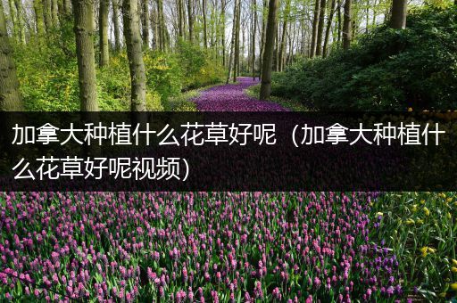 加拿大种植什么花草好呢（加拿大种植什么花草好呢视频）