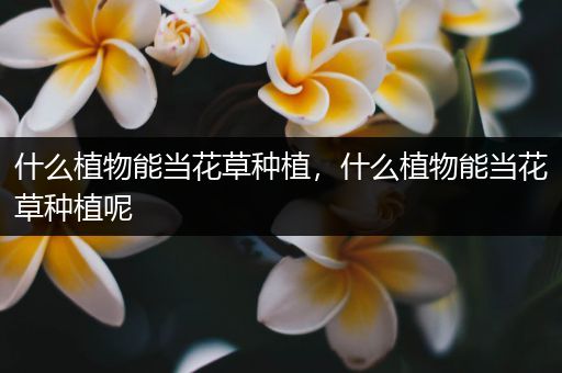 什么植物能当花草种植，什么植物能当花草种植呢