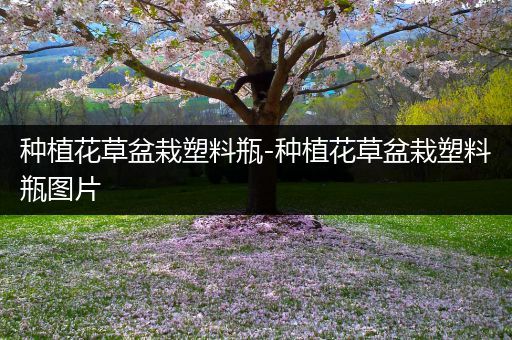 种植花草盆栽塑料瓶-种植花草盆栽塑料瓶图片