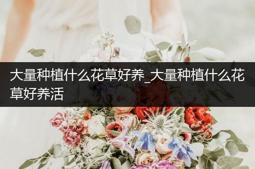 大量种植什么花草好养_大量种植什么花草好养活