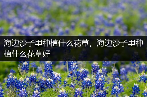 海边沙子里种植什么花草，海边沙子里种植什么花草好