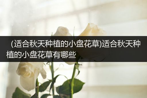 （适合秋天种植的小盘花草)适合秋天种植的小盘花草有哪些