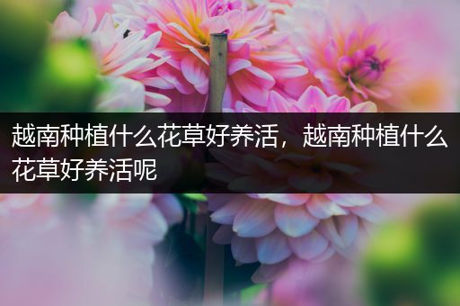 越南种植什么花草好养活，越南种植什么花草好养活呢