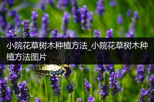 小院花草树木种植方法_小院花草树木种植方法图片