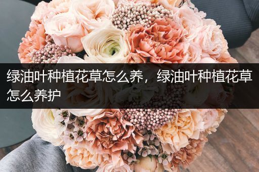 绿油叶种植花草怎么养，绿油叶种植花草怎么养护
