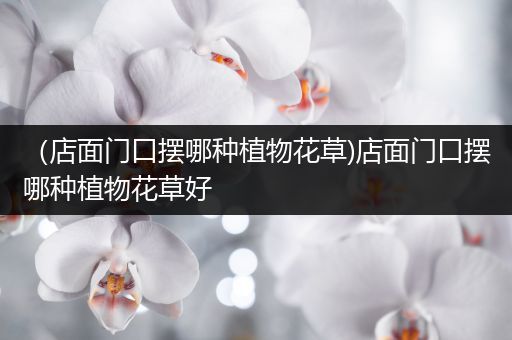 （店面门口摆哪种植物花草)店面门口摆哪种植物花草好