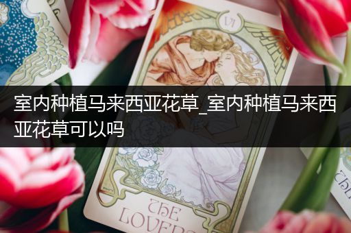 室内种植马来西亚花草_室内种植马来西亚花草可以吗