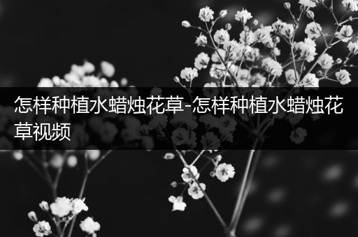 怎样种植水蜡烛花草-怎样种植水蜡烛花草视频