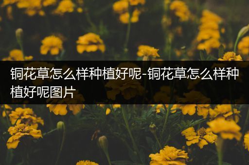 铜花草怎么样种植好呢-铜花草怎么样种植好呢图片