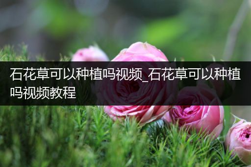 石花草可以种植吗视频_石花草可以种植吗视频教程
