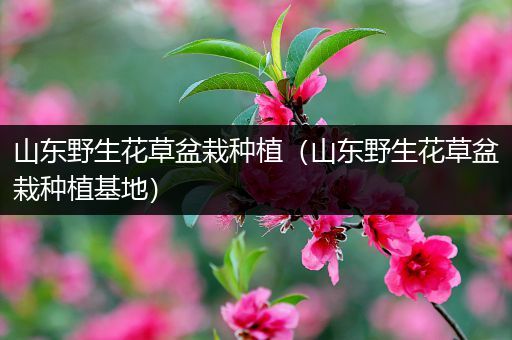 山东野生花草盆栽种植（山东野生花草盆栽种植基地）