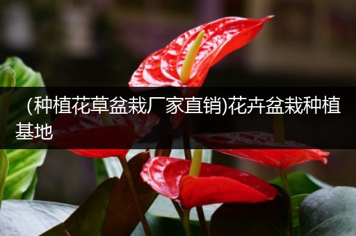 （种植花草盆栽厂家直销)花卉盆栽种植基地