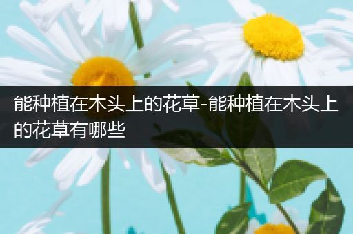 能种植在木头上的花草-能种植在木头上的花草有哪些