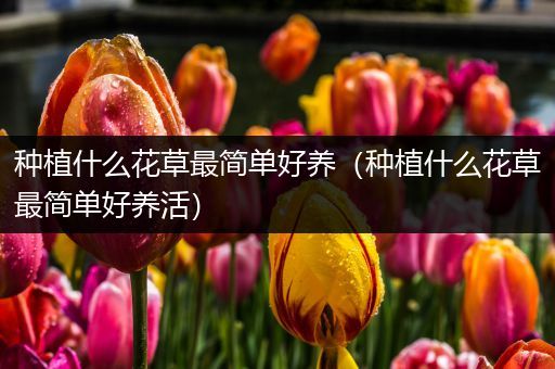 种植什么花草最简单好养（种植什么花草最简单好养活）