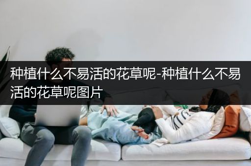 种植什么不易活的花草呢-种植什么不易活的花草呢图片