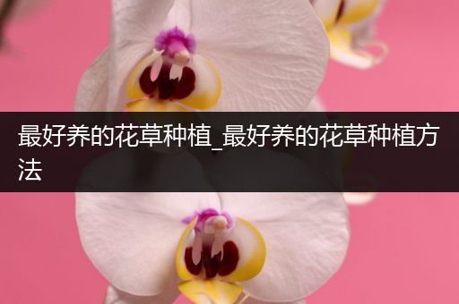 最好养的花草种植_最好养的花草种植方法