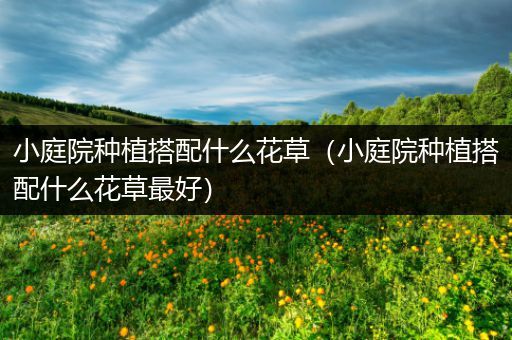 小庭院种植搭配什么花草（小庭院种植搭配什么花草最好）