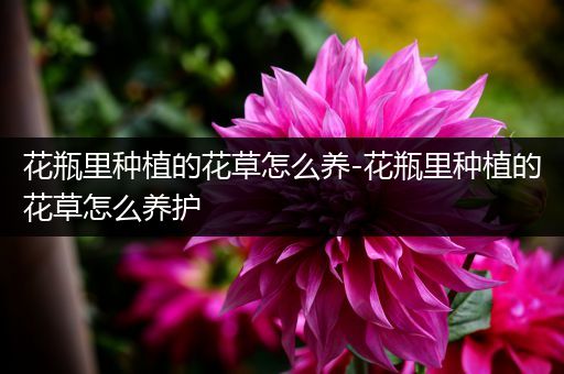 花瓶里种植的花草怎么养-花瓶里种植的花草怎么养护
