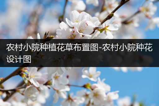 农村小院种植花草布置图-农村小院种花设计图
