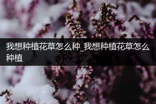 我想种植花草怎么种_我想种植花草怎么种植