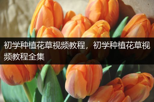 初学种植花草视频教程，初学种植花草视频教程全集
