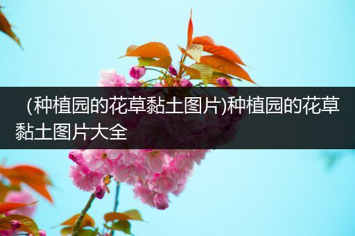 （种植园的花草黏土图片)种植园的花草黏土图片大全