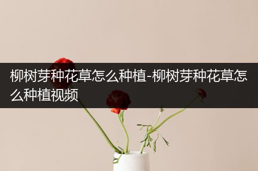 柳树芽种花草怎么种植-柳树芽种花草怎么种植视频