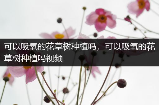可以吸氧的花草树种植吗，可以吸氧的花草树种植吗视频