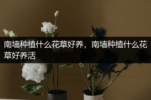 南墙种植什么花草好养，南墙种植什么花草好养活